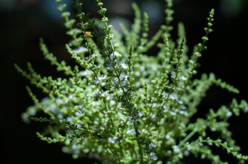 Green plants with black background.
