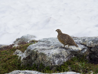 夏のライチョウ雌(Rock ptarmigan)