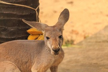 Kangaroo eating fruit.