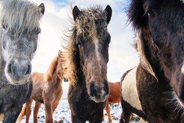 Beautiful icelandic horses in winter, Iceland