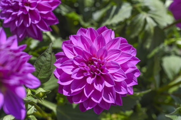 Dalia blooming in the garden on a sunny summer day.