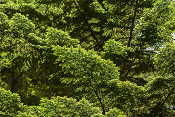 Pine branches in the forest on a sunny summer day.