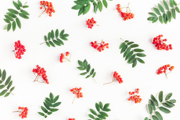 Autumn composition. Pattern made of rowan berries on white background. Autumn, fall concept. Flat lay, top view - obrazy, fototapety, plakaty