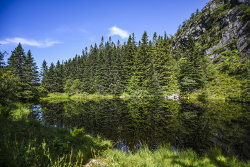 A view of the forest reflecting on the lake surface on a sunny summer day in Bergen, Norway.