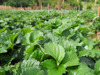 Strawberry  leaf  on field