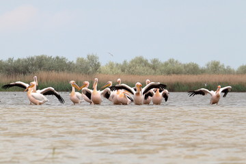 Landscape photo of white pelicans in Danube Delta