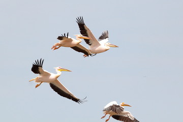 pelicans flying against the blue sky (pelecanus onocrotalus)