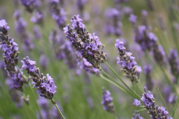 Lavender Field  in Provence