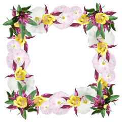 Beautiful floral background with clover, bindweed and Aquilegia 