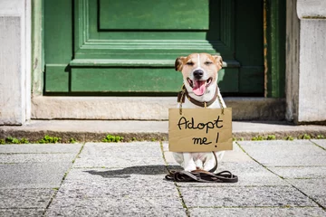 Selbstklebende Fototapete Lustiger Hund lost  and homeless abandoned dog