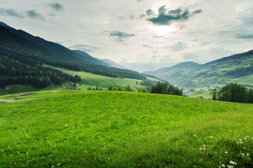 Fototapeta na wymiar Beautiful green meadow at summer. Nature landscape