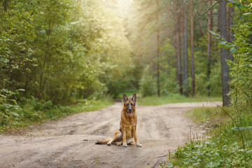 Dogs And Sunrise photos, royalty-free images, graphics, vectors ...