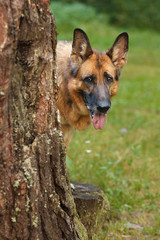 German Shepherd dog peeking out from behind a tree in the forest