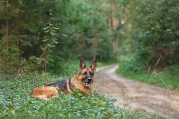 Naklejka na ściany i meble German Shepherd dog breeds in the picturesque summer forest