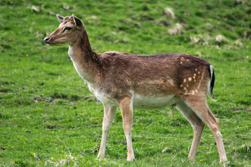 Deer animals in green grass field. Dolomites Alps