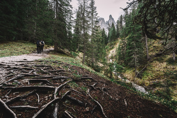 Green forest and snowy mountains. Dolomites Alps