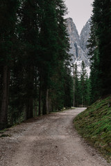Fototapeta na wymiar Ground road in green forest near mountains