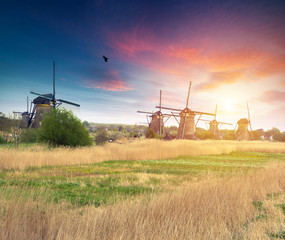 Fototapeta premium Vibrant pink tulips with Dutch windmills along a canal, Netherlands