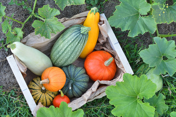 Box with fresh pumpkins and squashes - Powered by Adobe