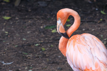 Closeup image of a white and orange flamingo standing alone with soil background