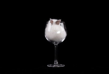 White rabbit in a glass