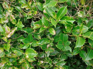 柊の葉のアート