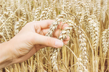Fototapeta na wymiar Ripe golden wheat ears in her hand the farmer