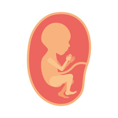 color silhouette of side view fetus human growth in placenta semestrer