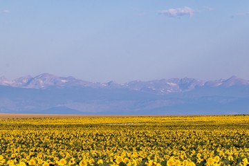 Sunflower field with Rocky Mountains in background