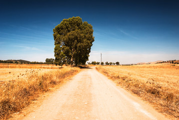 Southern Sardinia Desert Road - obrazy, fototapety, plakaty