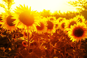 Field of sunflowers at sunset.