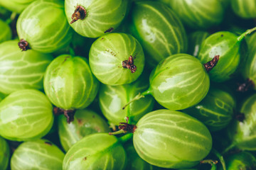 Background of Ripe and Fresh Gooseberry.