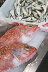 Red Rock Fish on Market Stall, Santiago de Compostela