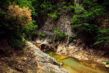  Amazing forest landscape.