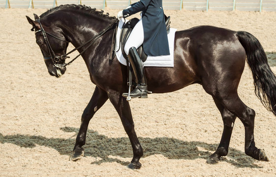 Black horse portrait during dressage competition. Dressage horse and rider. Advanced dressage test. 