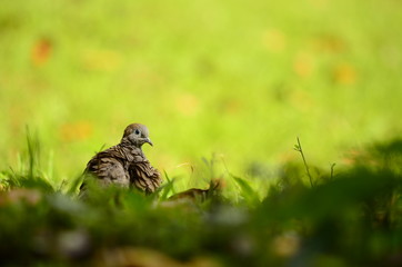 Zebra dove looking back