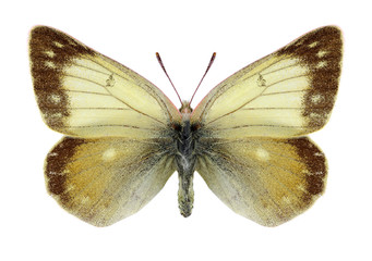 Butterfly Colias marcopolo (female) on a white background