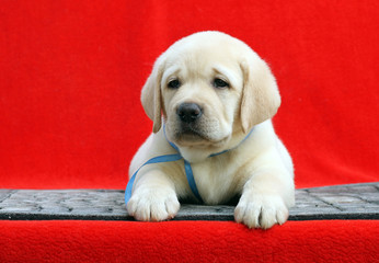 the little labrador puppy on a red background