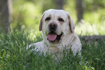 the cute yellow labrador in the park