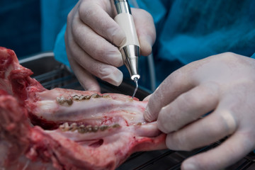 dentistry students on teeth study