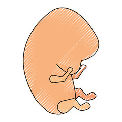colored crayon silhouette of side view fetal growth in the beginning