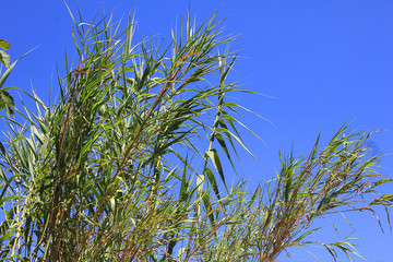 cane thicket on sky background