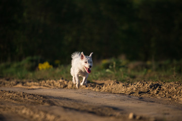 Smoll dog running on the road in meadow