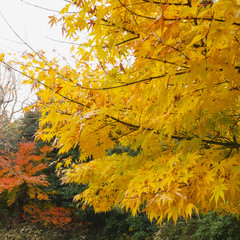 late autumn in kamakura