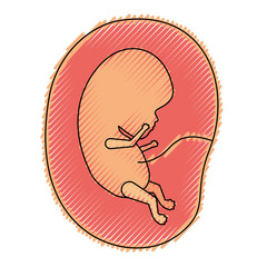 colored crayon silhouette of side view fetus human growth in placenta