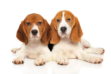 Beagle puppies on white background