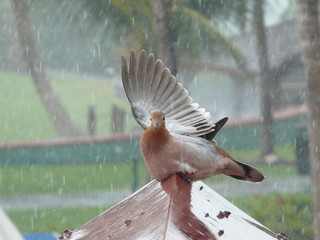 Tourterelle sous la pluie 