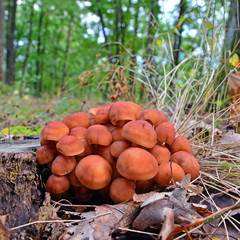 gymnopus fusipes mushrooms