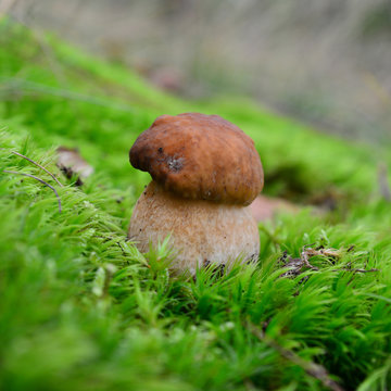 boletus reticulatus mushroom