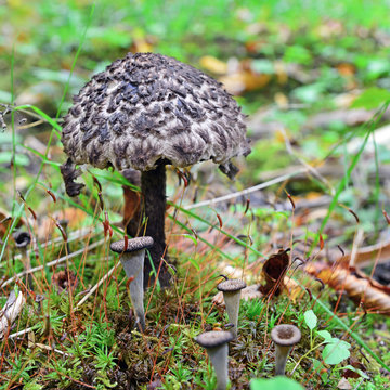 stromilomyces strobilaceus mushroom